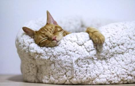 MeowTalk: Aplicația care traduce mieunatul pisicilor!