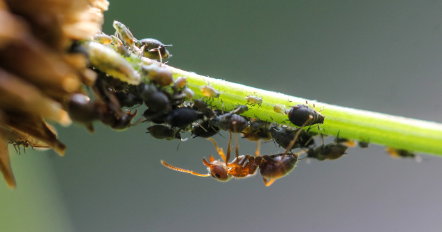 5 metode pentru a scapă de dăunătorii din grădină