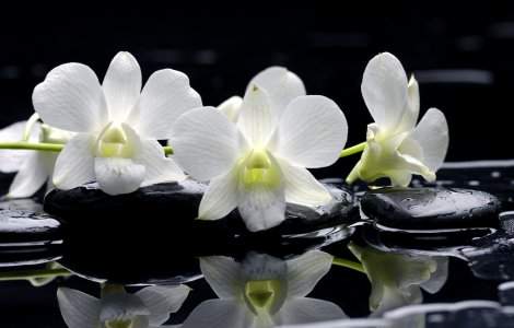 O nouă specie de orhidee a fost descoperită în Ecuador