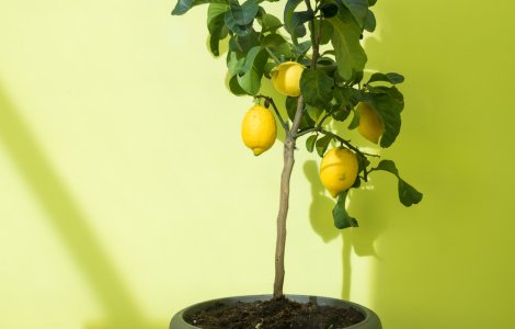  Top  Ajută la curăţarea aerului! 5 plante care creează un microclimat perfect acasă