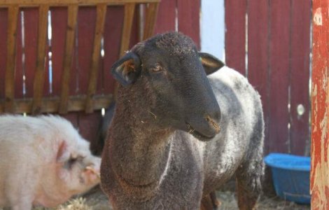 INS: Sacrificarile de animale au crescut in martie