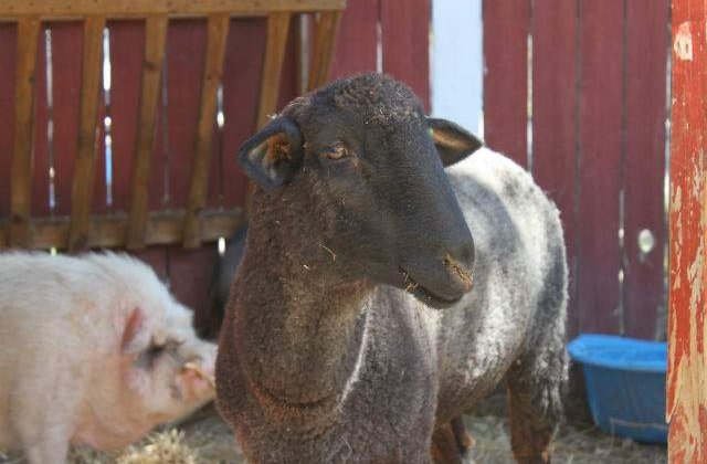 INS: Sacrificarile de animale au crescut in martie