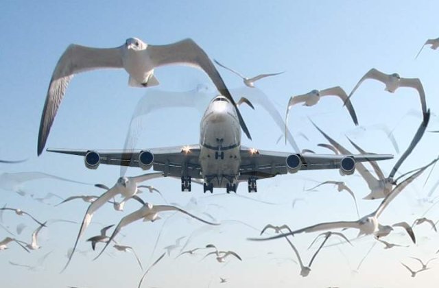 [UPDATE] Probleme pe Otopeni dupa ce un avion a lovit o pasare