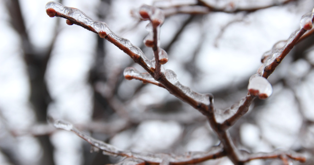 Extremul Orient Rus, în stare de urgență în urma fenomenului de ploaie înghețată