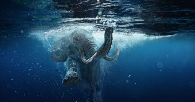 VIDEO Elefant salvat dintr-o fântână după o operațiune care a durat 14 ore