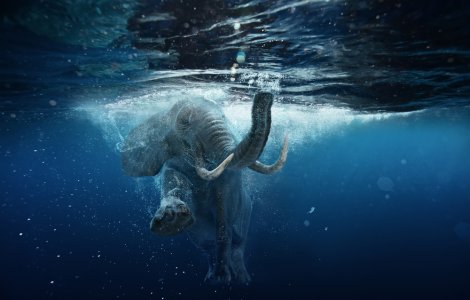 VIDEO Elefant salvat dintr-o fântână după o operațiune care a durat 14 ore