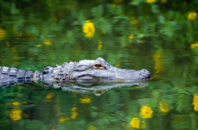 VIDEO: Un bărbat și-a salvat câinele atacat de un aligator