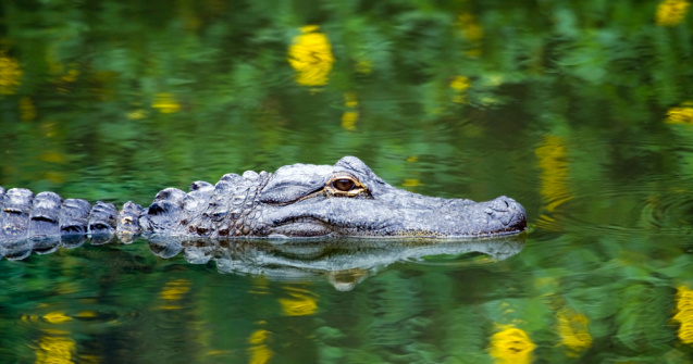 VIDEO: Un bărbat și-a salvat câinele atacat de un aligator