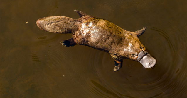 Cercetătorii din Australia introduc ornitorincul pe lista „speciilor amenințate”