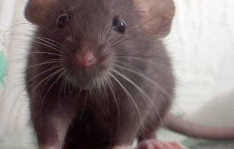 Hobbie-J, Einstein-ul rozatoarelor