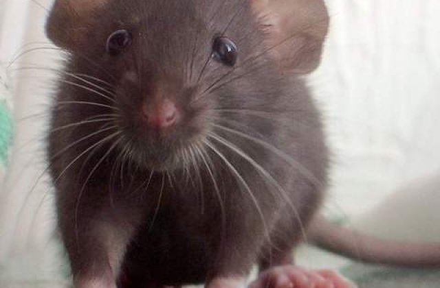 Hobbie-J, Einstein-ul rozatoarelor