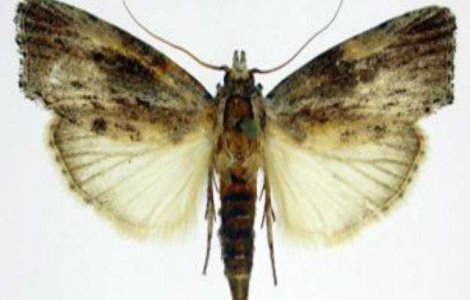 Insecta cu cel mai fin simt al auzului