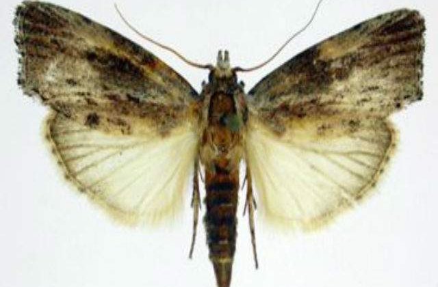 Insecta cu cel mai fin simt al auzului