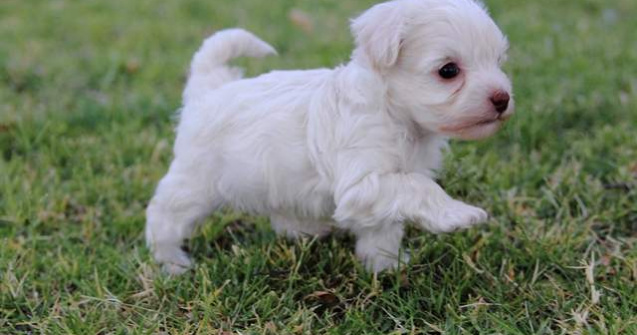 Varsta reala a cainilor, calculata cu ajutorul unui algoritm complex