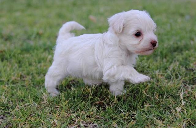 Varsta reala a cainilor, calculata cu ajutorul unui algoritm complex