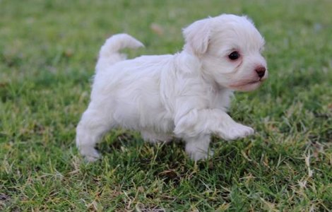 Varsta reala a cainilor, calculata cu ajutorul unui algoritm complex