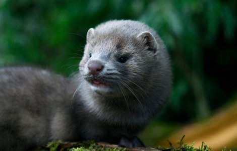 Rusia a luat măsura preventivă de a vaccina întreaga populație de nurci