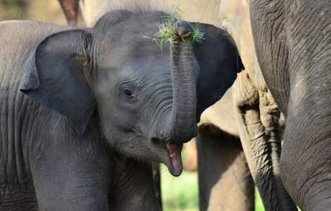 Sri Lanka săpa șanțuri în jurul gropilor de gunoi pentru a îndepărta elefanții