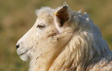Cea mai batrana oaie din lume a murit de caldura
