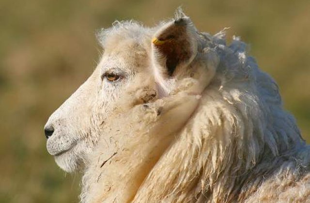 Cea mai batrana oaie din lume a murit de caldura