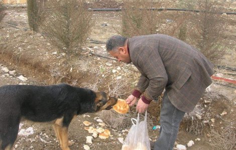 Proiect: Amenzi pentru bucurestenii care hranesc maidanezi