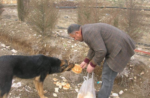 Bucurestenii care hranesc maidanezii risca o amenda de 5.000 de lei