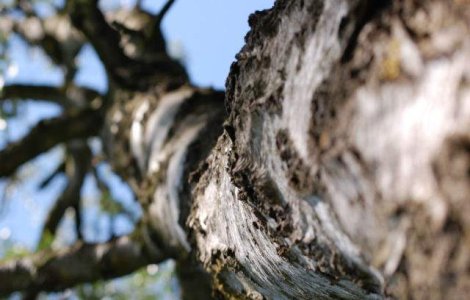  Top  Topul copacilor: 10 specii de arbori de-a dreptul spectaculoase