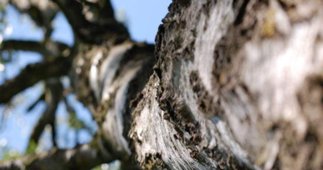  Top  Topul copacilor: 10 specii de arbori de-a dreptul spectaculoase