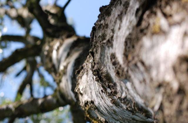 Topul copacilor: 10 specii de arbori de-a dreptul spectaculoase