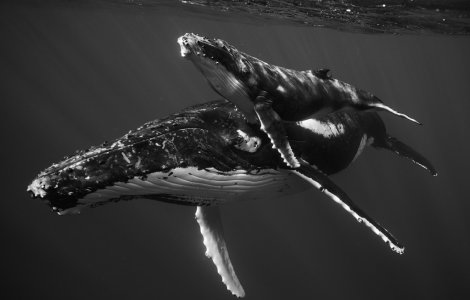  Top  10 fotografii care surprind măiestria balenelor cu cocoașă