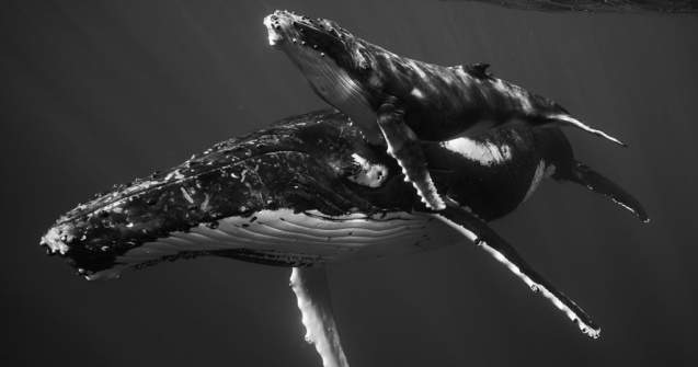  Top  10 fotografii care surprind măiestria balenelor cu cocoașă