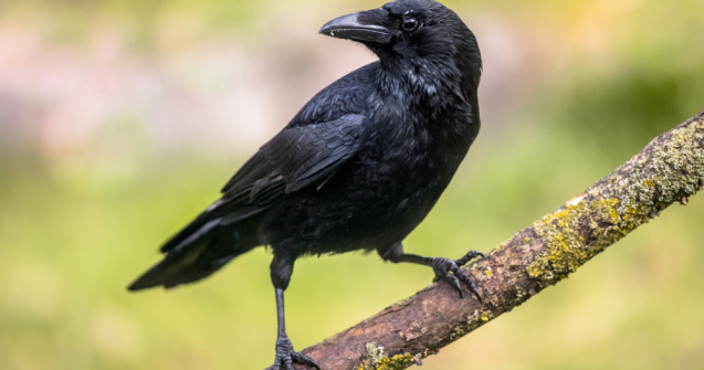 VIDEO: O cioară a fost învățată să spună „Să mă bată mama!”