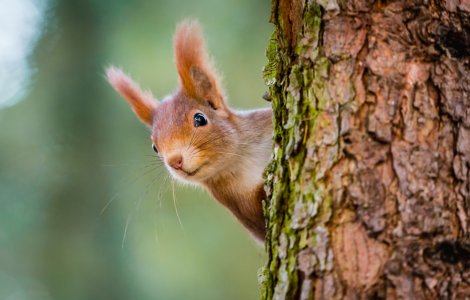VIDEO: Spectacol făcut de o veveriță după ce a mâncat prea multe pere fermentate