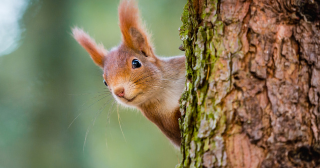 VIDEO: Spectacol făcut de o veveriță după ce a mâncat prea multe pere fermentate