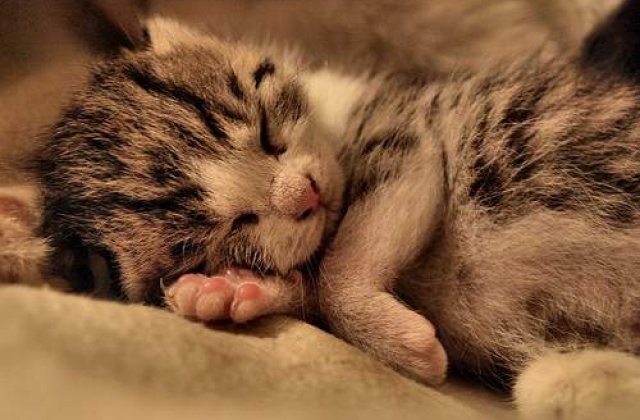 Necuvantatoarele au un nou aliat: Politia Animalelor!