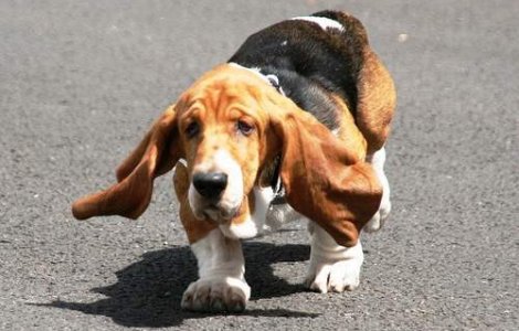  Video  Un caine a inghitit 130 de cuie...si a supravietuit