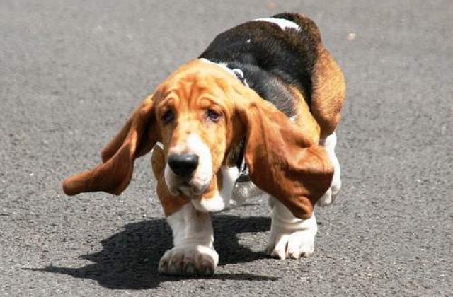 [VIDEO] Un caine a inghitit 130 de cuie...si a supravietuit