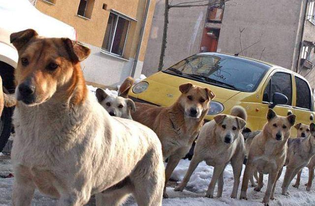 Drumul Taberei, cartierul bucurestean cu cei mai agresivi caini vagabonzi