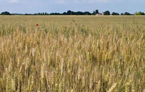 Credite de pana la 75.000 de euro pentru fermele de familie