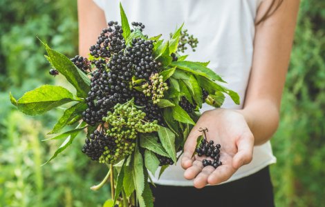O plantă cunoscută este folosită de companiile farmaceutice în lupta cu COVID
