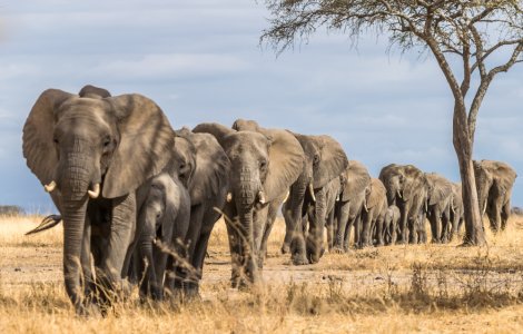 Namibia a scos la vânzare 170 de elefanţi din cauza numărului lor în creştere