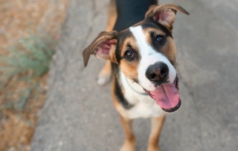 O femeie în vărstă de 68 de ani din China crește peste 1.300 de câini fără stăpân