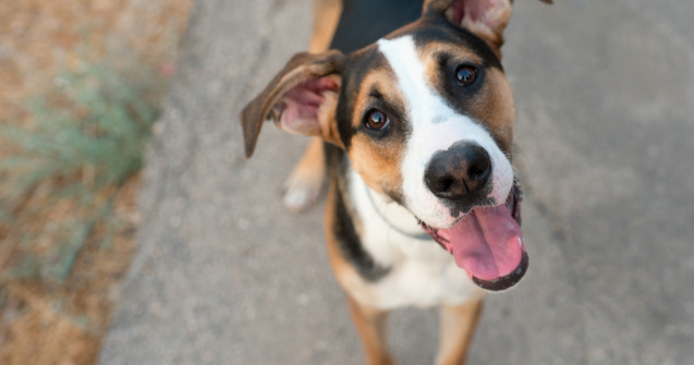 O femeie de 68 de ani din China crește peste 1.300 de câini fără stăpân