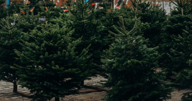 Sute de brazi tăiați ilegal au fost confiscați de polițiștii din Alba