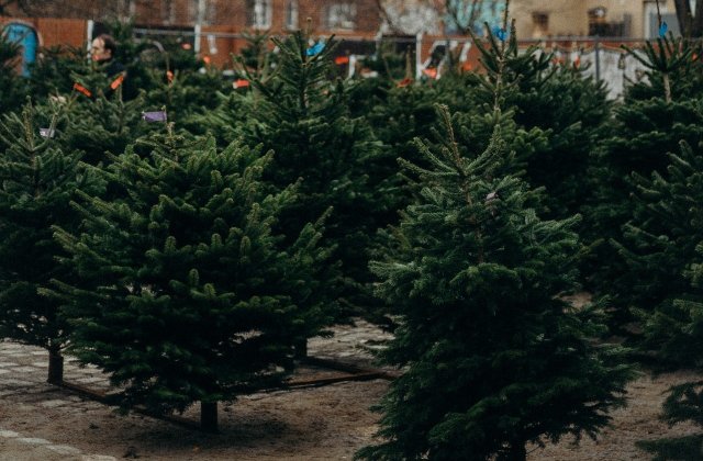 Sute de brazi tăiați ilegal au fost confiscați de polițiștii din Alba în urma unor percheziții