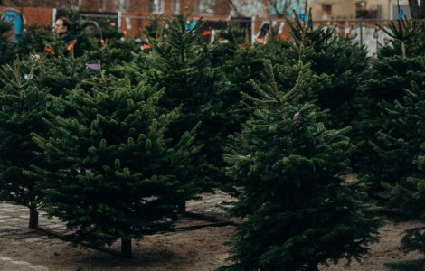 Sute de brazi tăiați ilegal au fost confiscați de polițiștii din Alba în urma unor percheziții