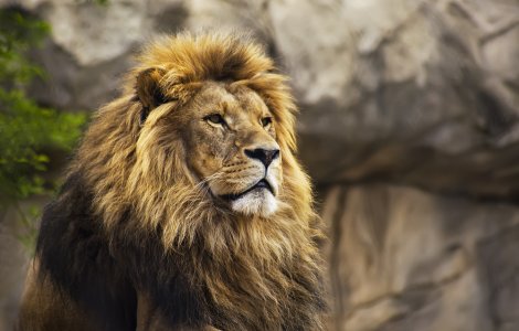 Leii unei grădini zoologice din Spania au fost testați pozitiv cu COVID-19