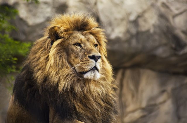 Leii unei grădini zoologice din Spania au fost testați pozitiv cu COVID-19