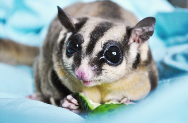 VIDEO: Un oposum pigmeu a fost descoperit pe Insula Cangurilor