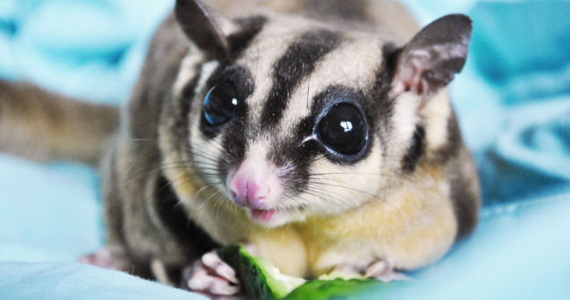 VIDEO: Un oposum pigmeu a fost descoperit pe Insula Cangurilor